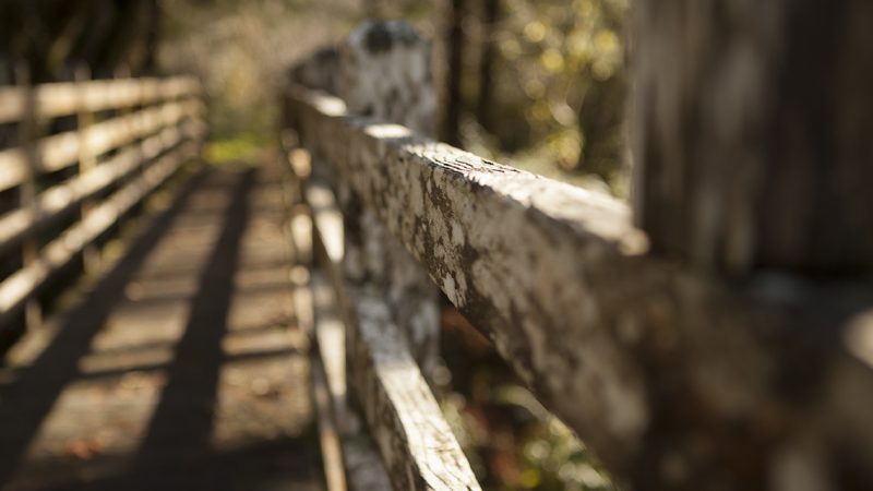 Linien